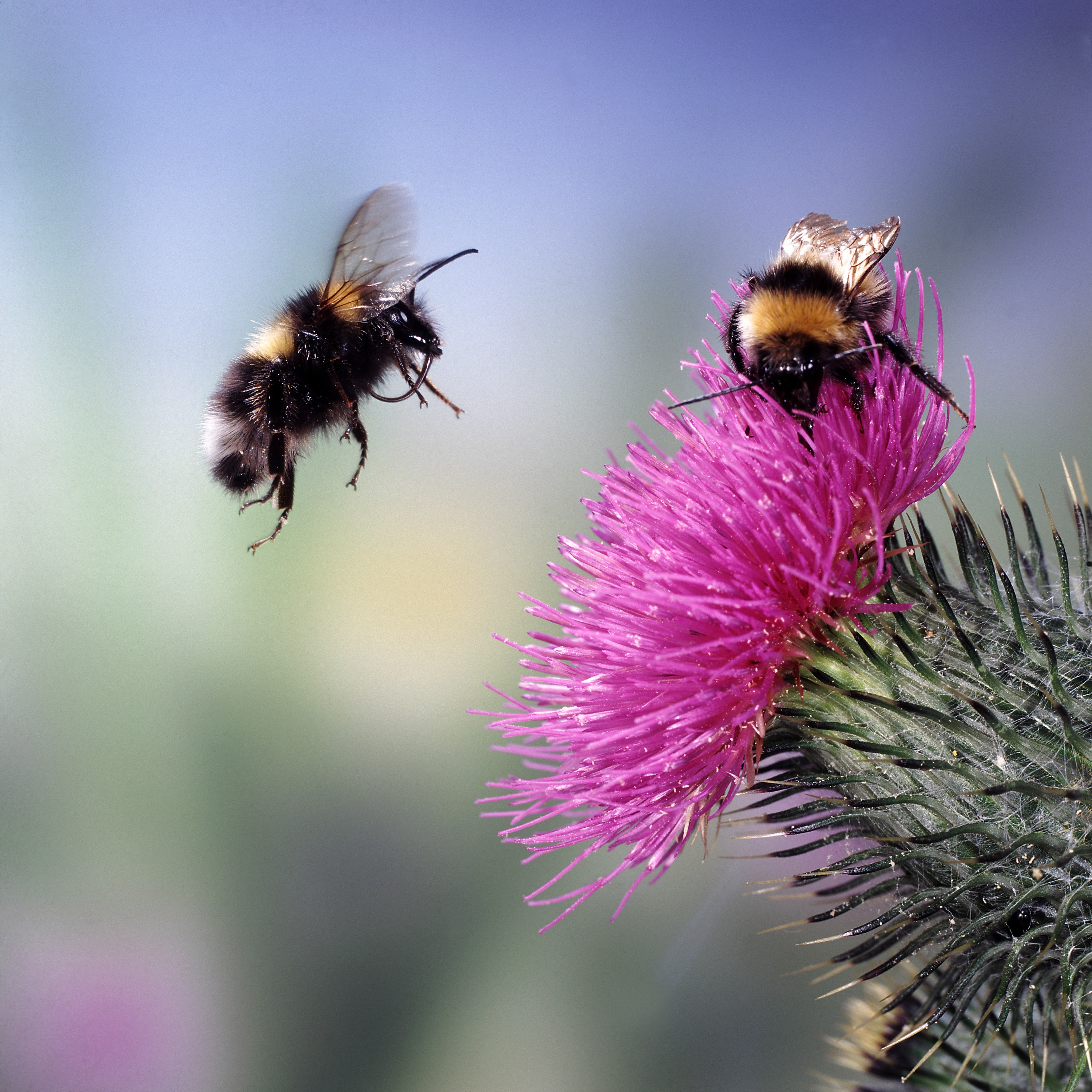 Do pesticides subvert the value of flower strips on farmland?