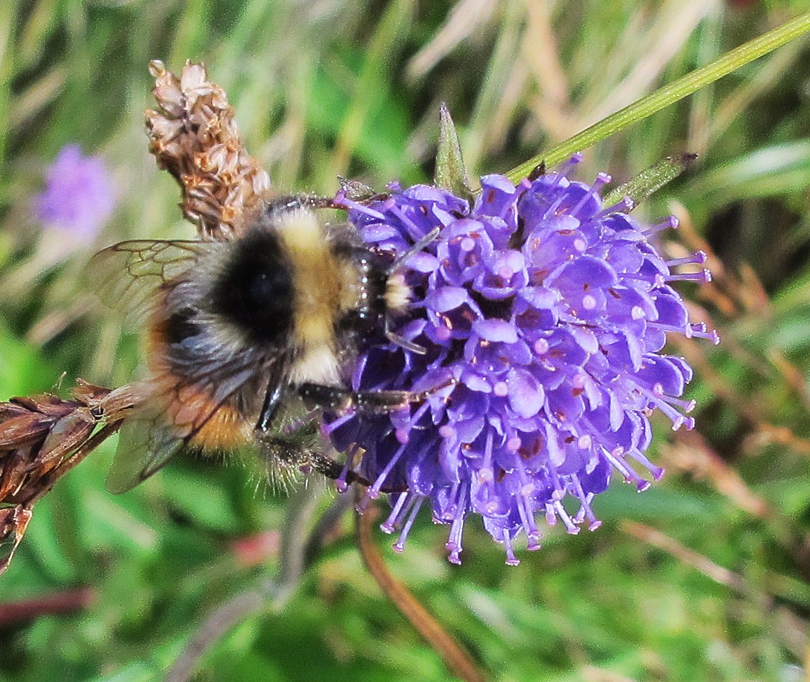 Wild Bee Declines and Neonics Case Closed – What next?