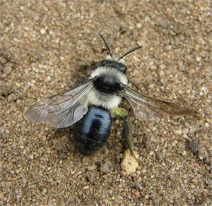 Plymouth’s Buzzing 01/05/2013