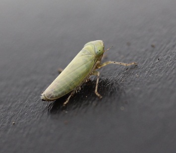 Back in Blighty, what’s next?