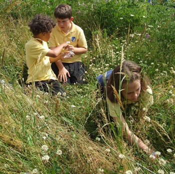 Connecting Bees, Bugs and Biodiversity – including Bacteria and Human Beings