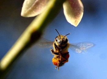 Secret Pesticides Documents Revealed