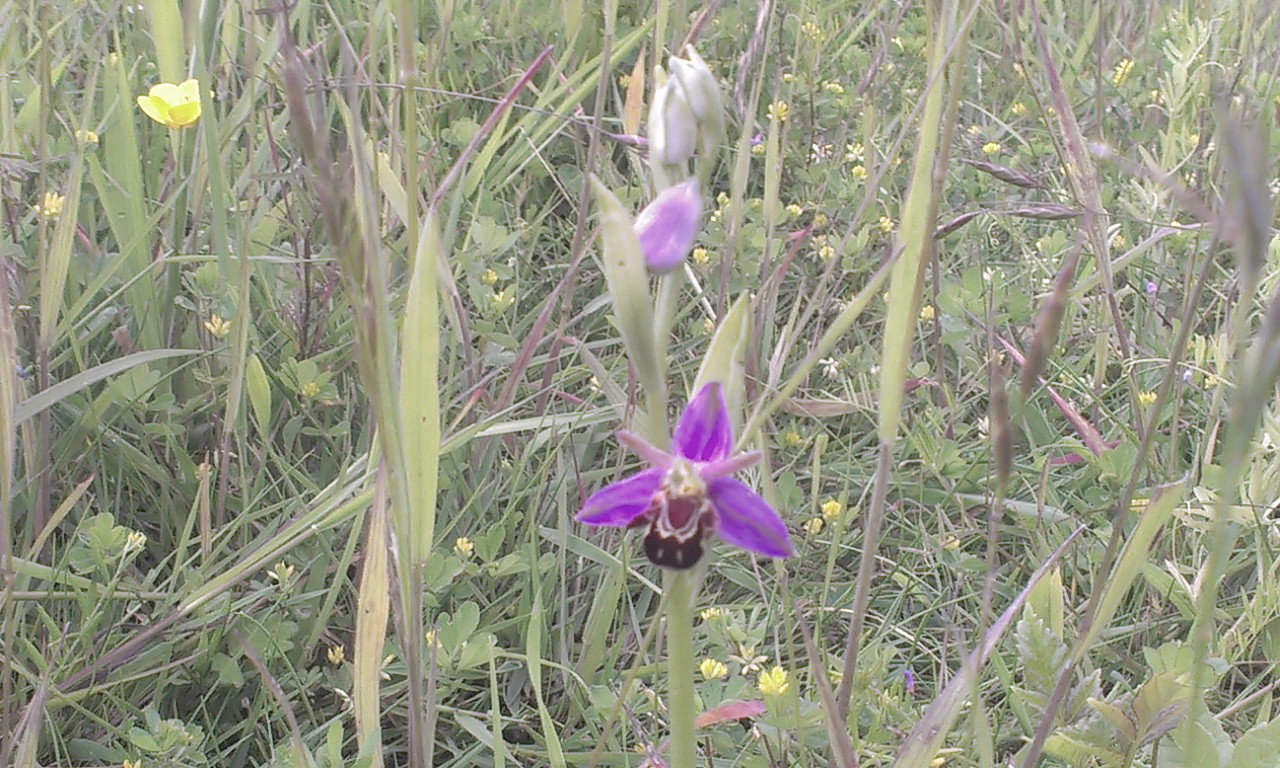 Controlled Life and Wildlife