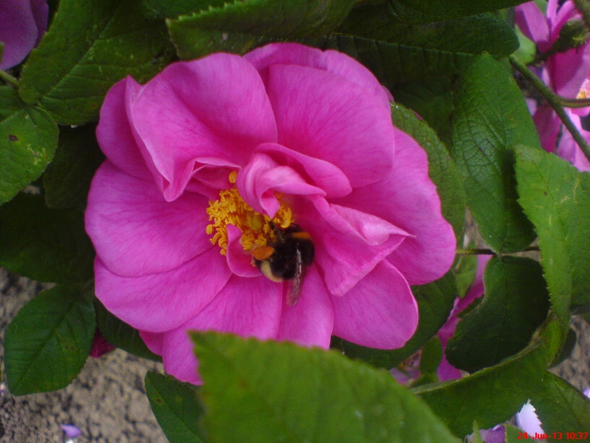 Tips for choosing plants that help insects thrive