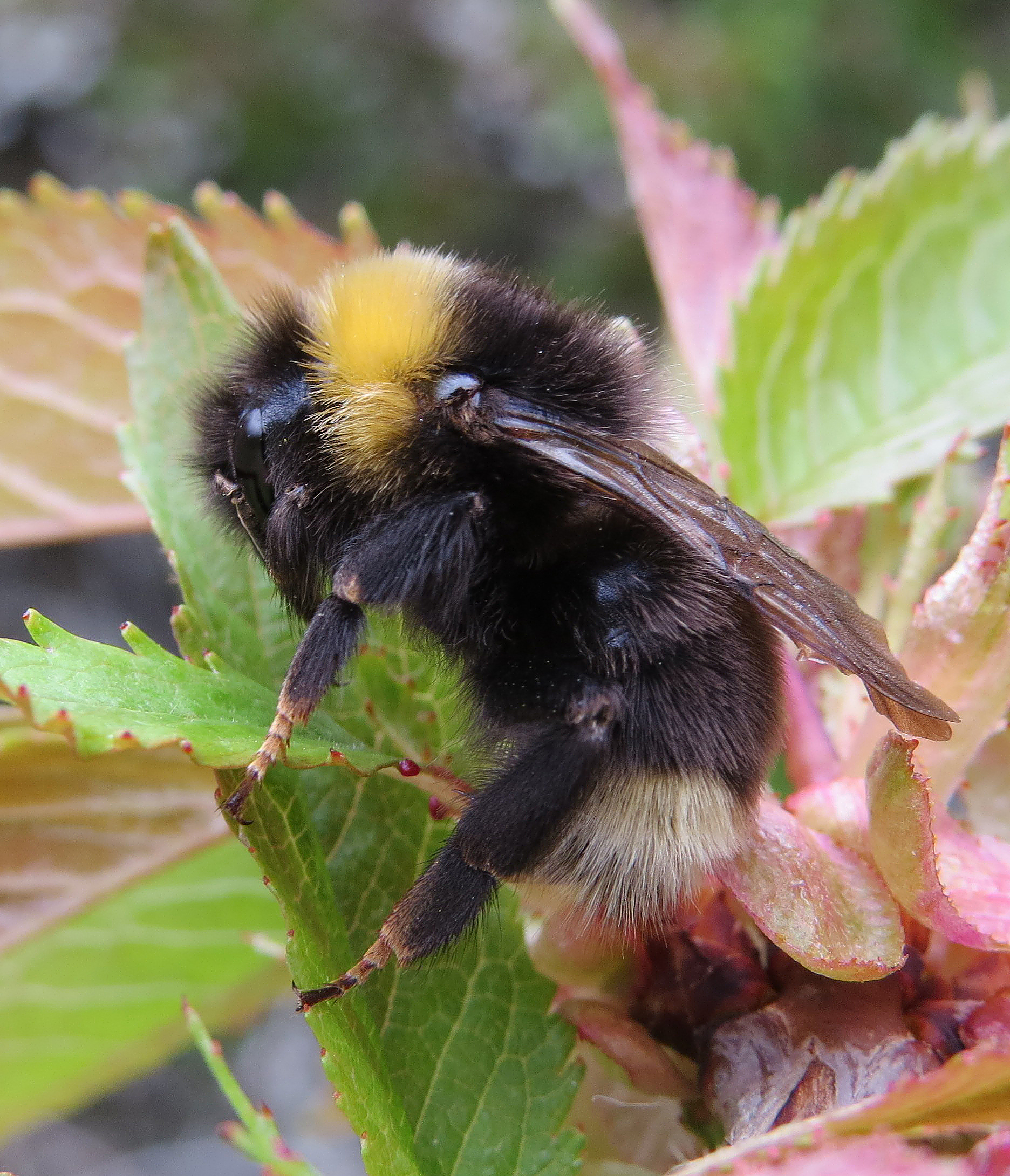 Bee’s eye view of 2017 election manifestos