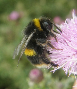 Pesticide report was Defra’s dodgy dossier