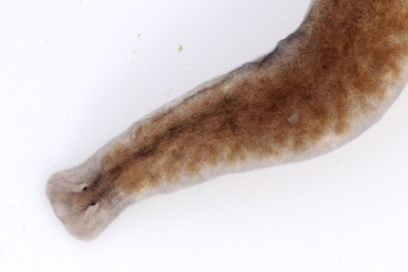 Have You Seen the Loch Ness Monster