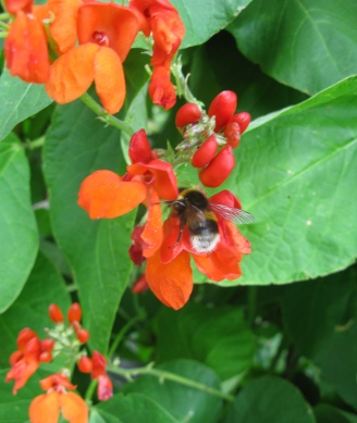 The Drugs (Neonicotinoids) Don’t Work