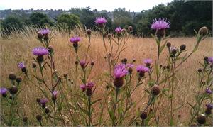 Plymouth’s Buzzing 24/07/2013