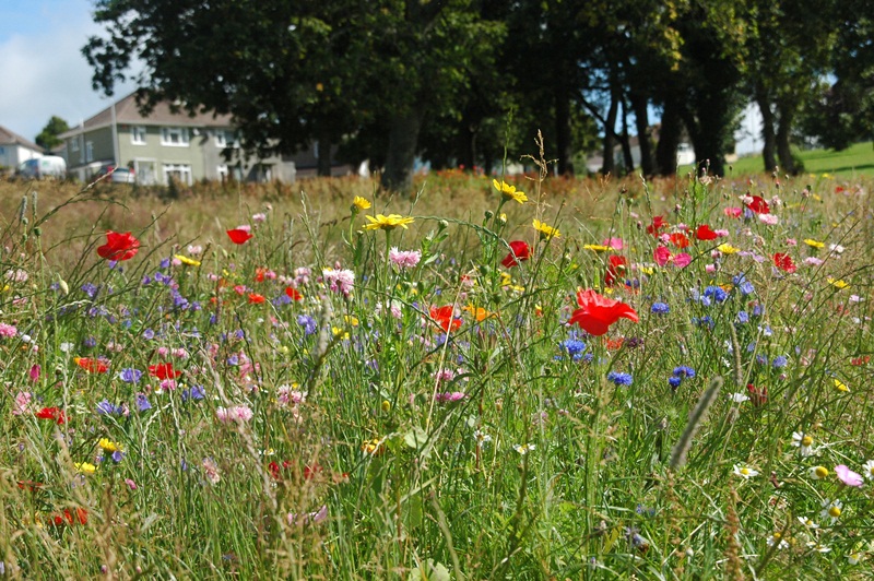 Plymouth’s Buzzing with another award nomination