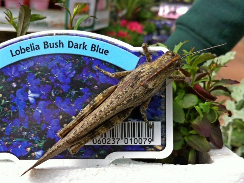 Let’s continue the fight against invasive species