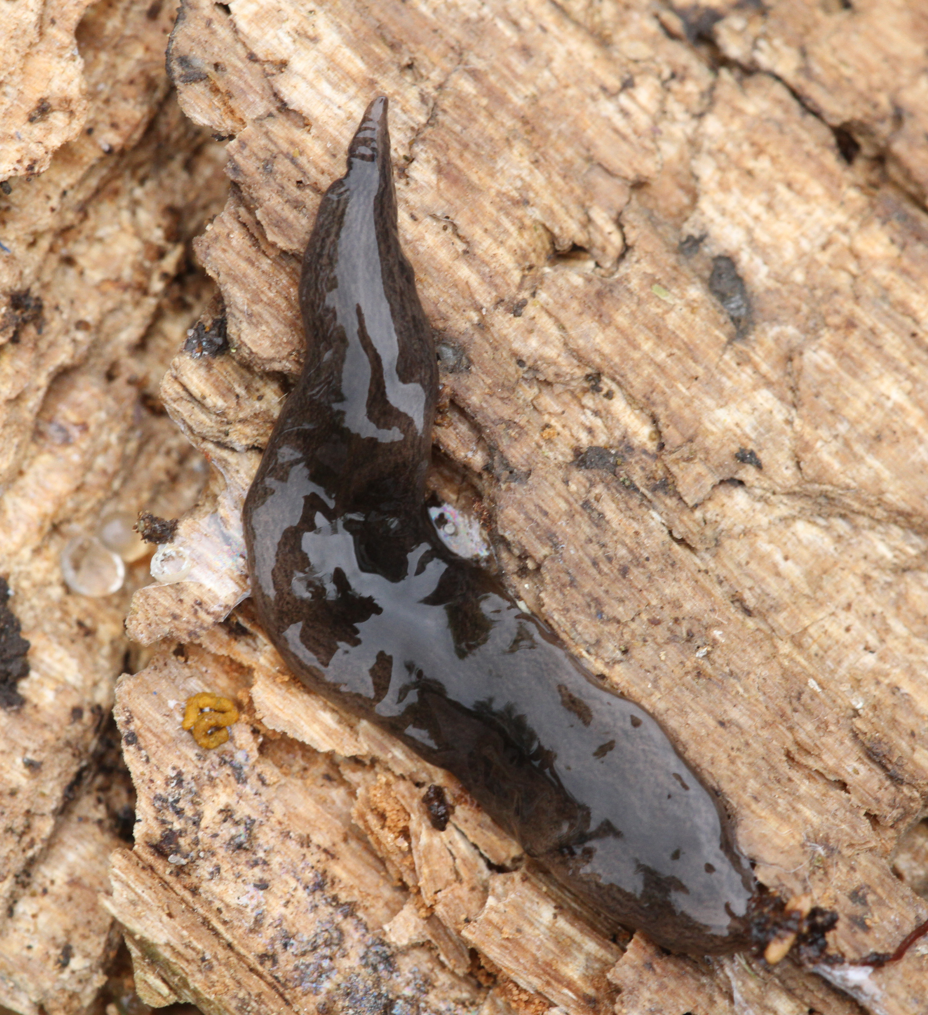 Post-Brexit measures to combat invasive non-native species