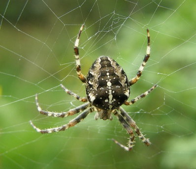 The wonderful world of spiders