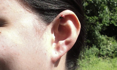 Who listens to the bugs?