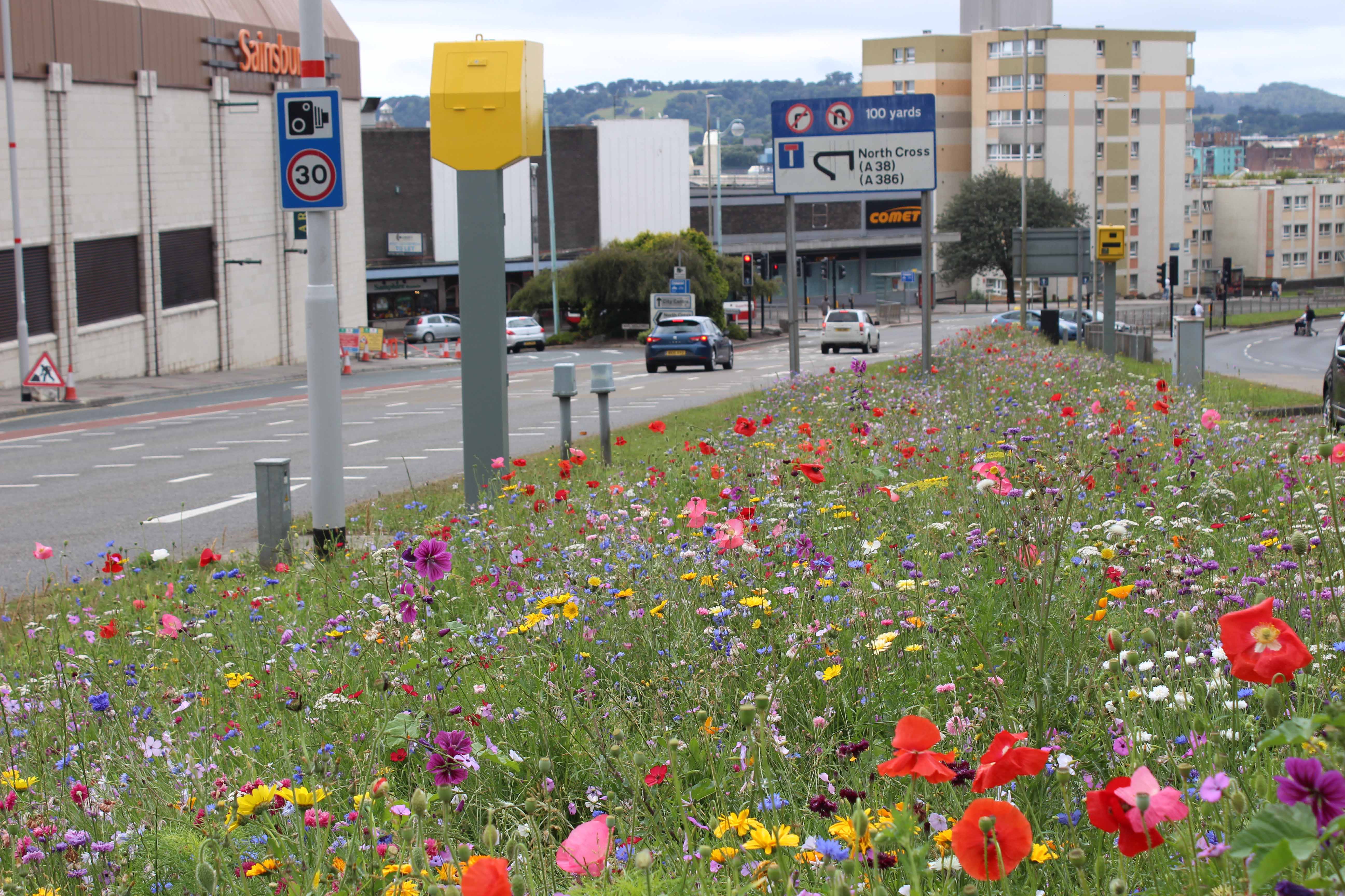 Verging on success: how can we make our roads better for pollinators