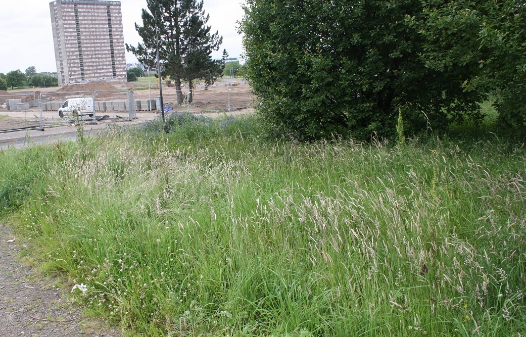 Toryglen’s Buzzing begins…