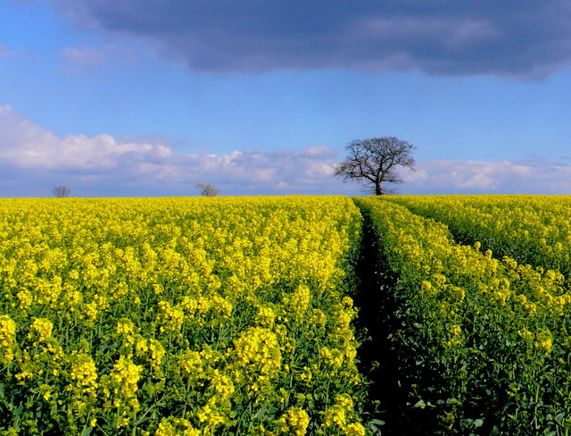 Why is the NFU Misleading Farmers and Government About Neonicotinoids?