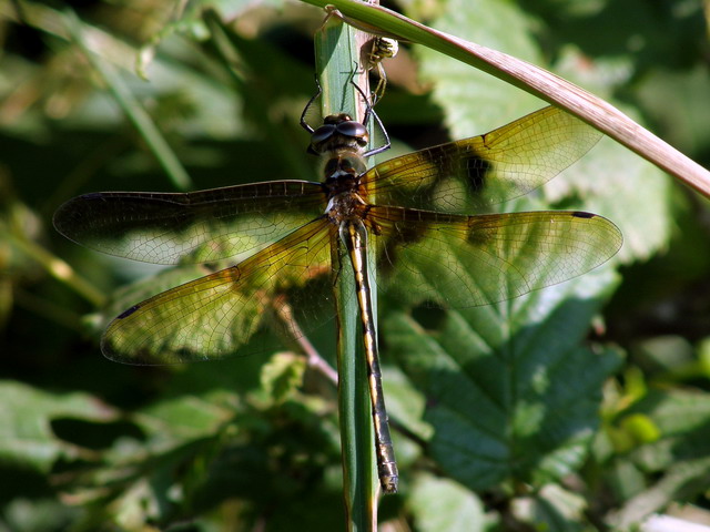 Wanted: the Orange-spotted emerald – stolen from future generations
