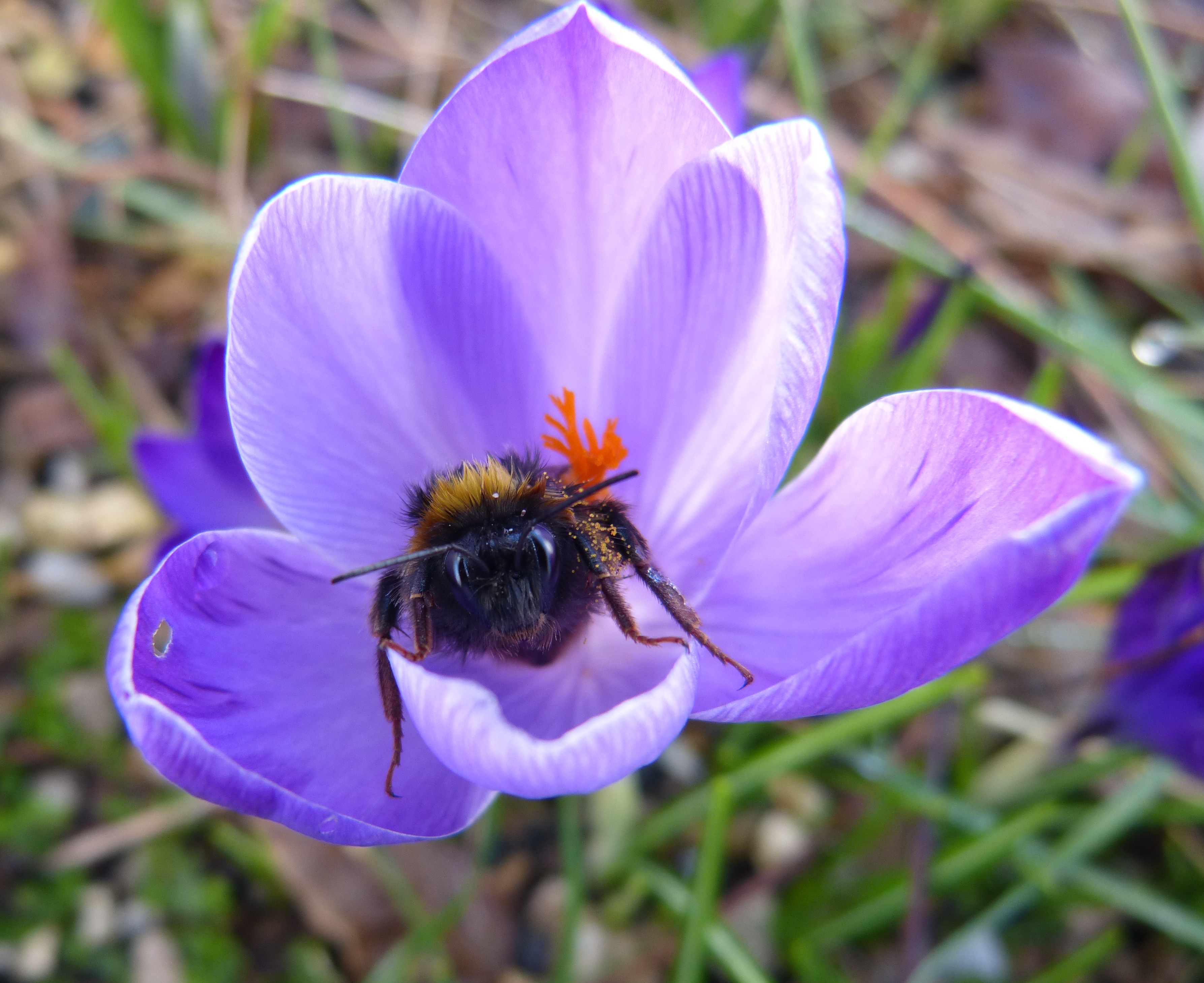 Plymouth’s Buzzing in Spring