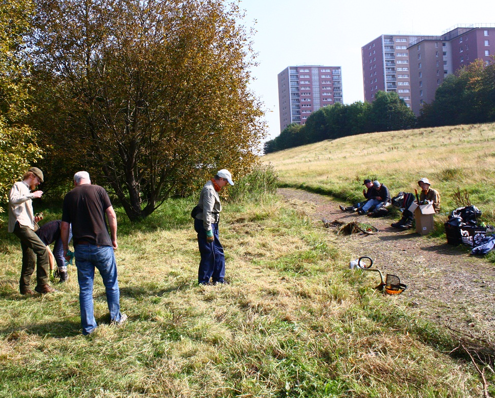 Meadow Creation underway…