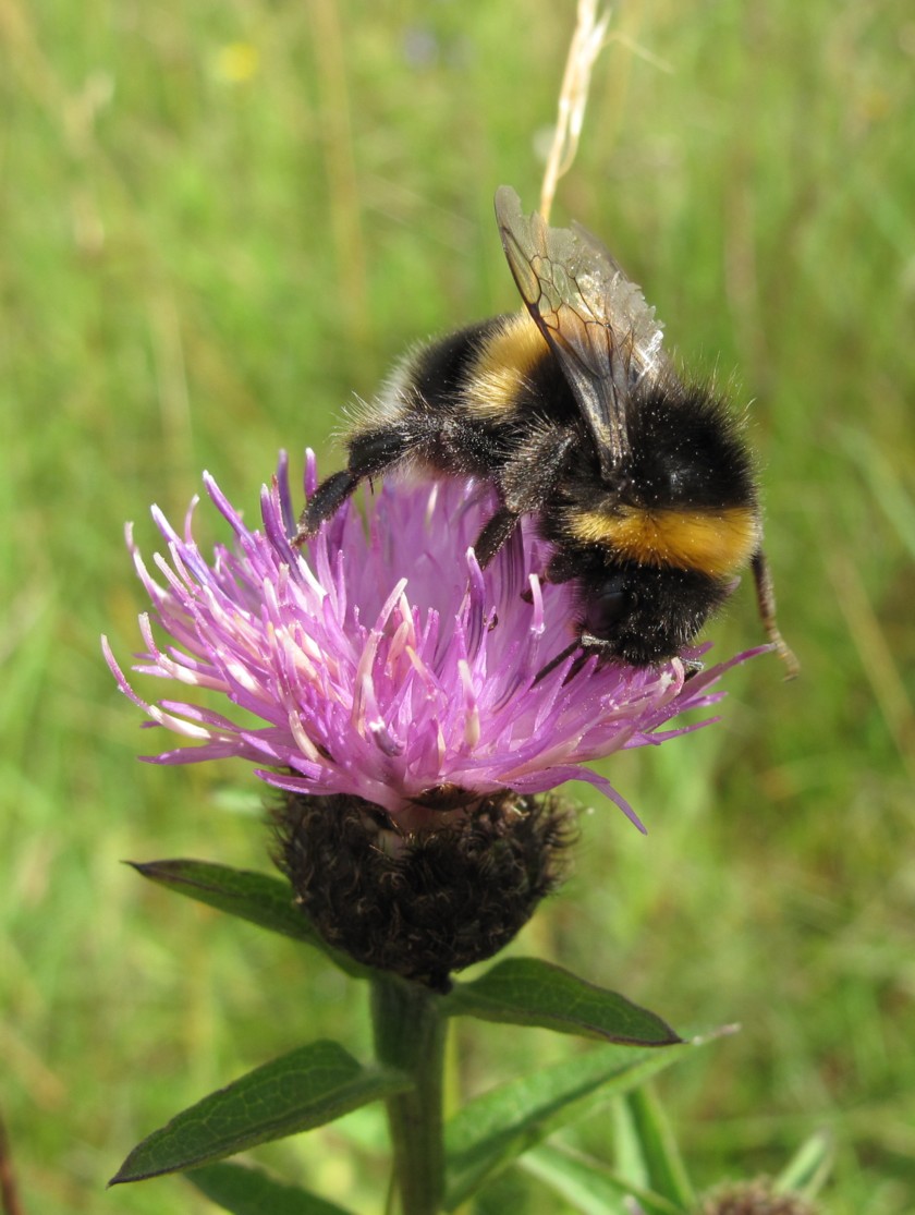 Help Our Government to Help Our Pollinators