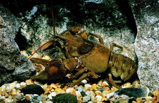 Is Britain too poor for wildlife?