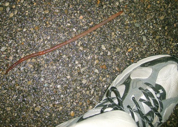 To Kill or Not to Kill, That is the Question 2