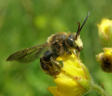 Flooding and Bugs – What are the impacts?