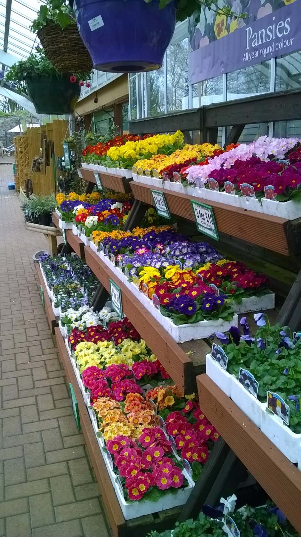 Potted plant problems