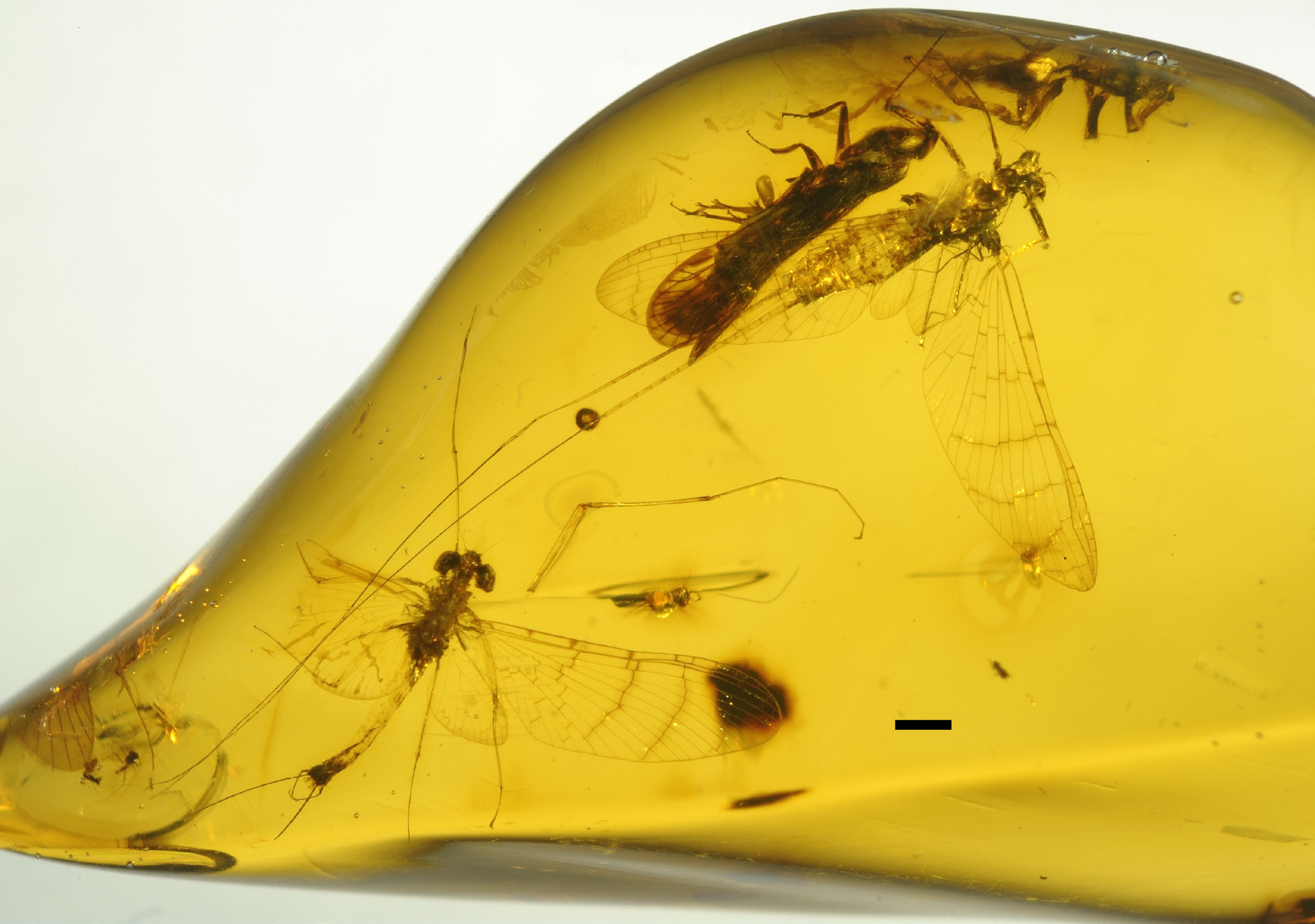 New species found in amber