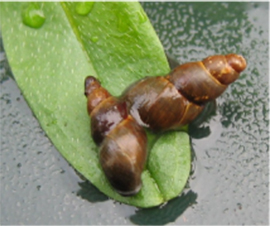 MSPs champion bugs under threat