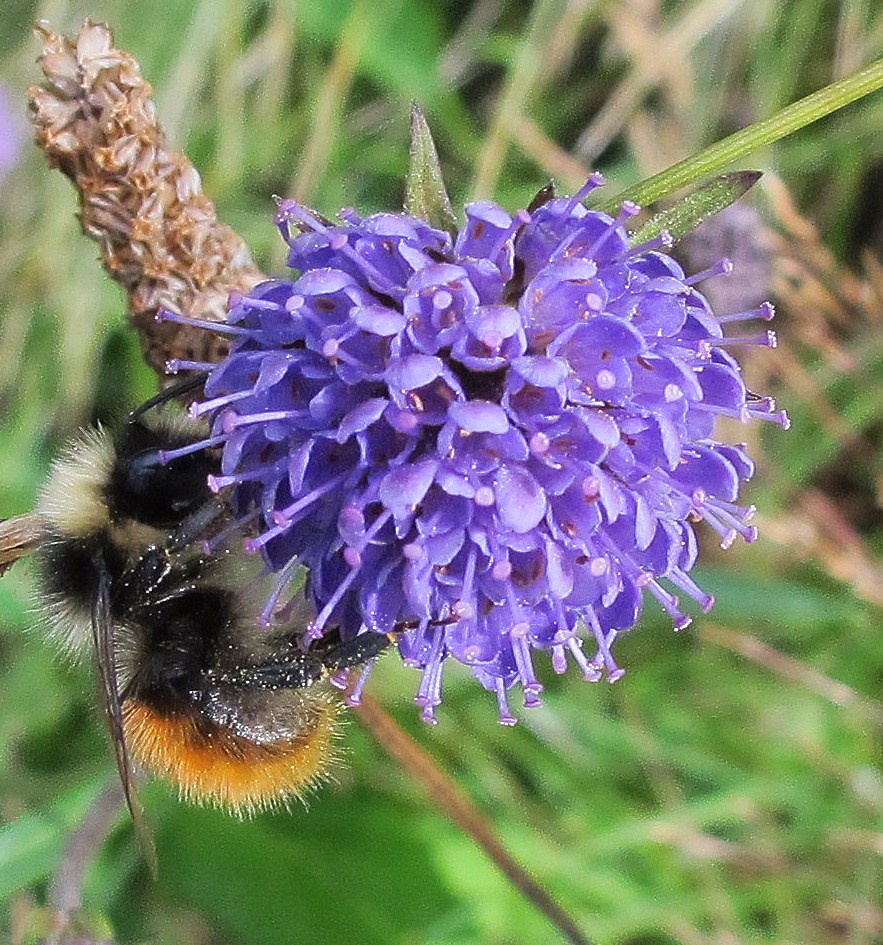 Help get Cardiff Buzzing with bees