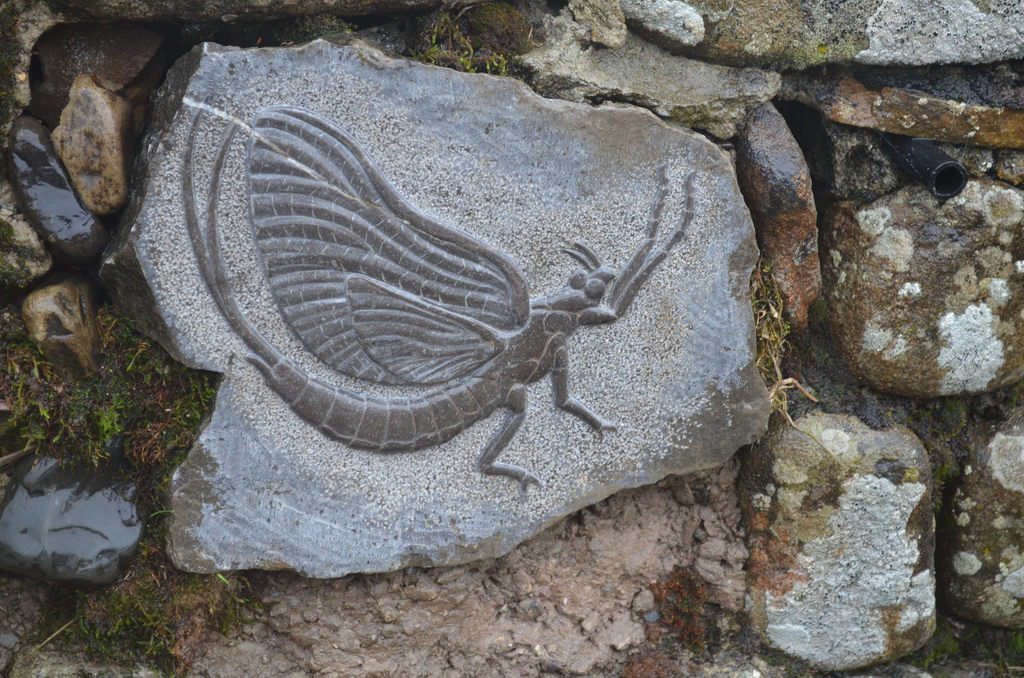 Alarming numbers of species at risk of extinction