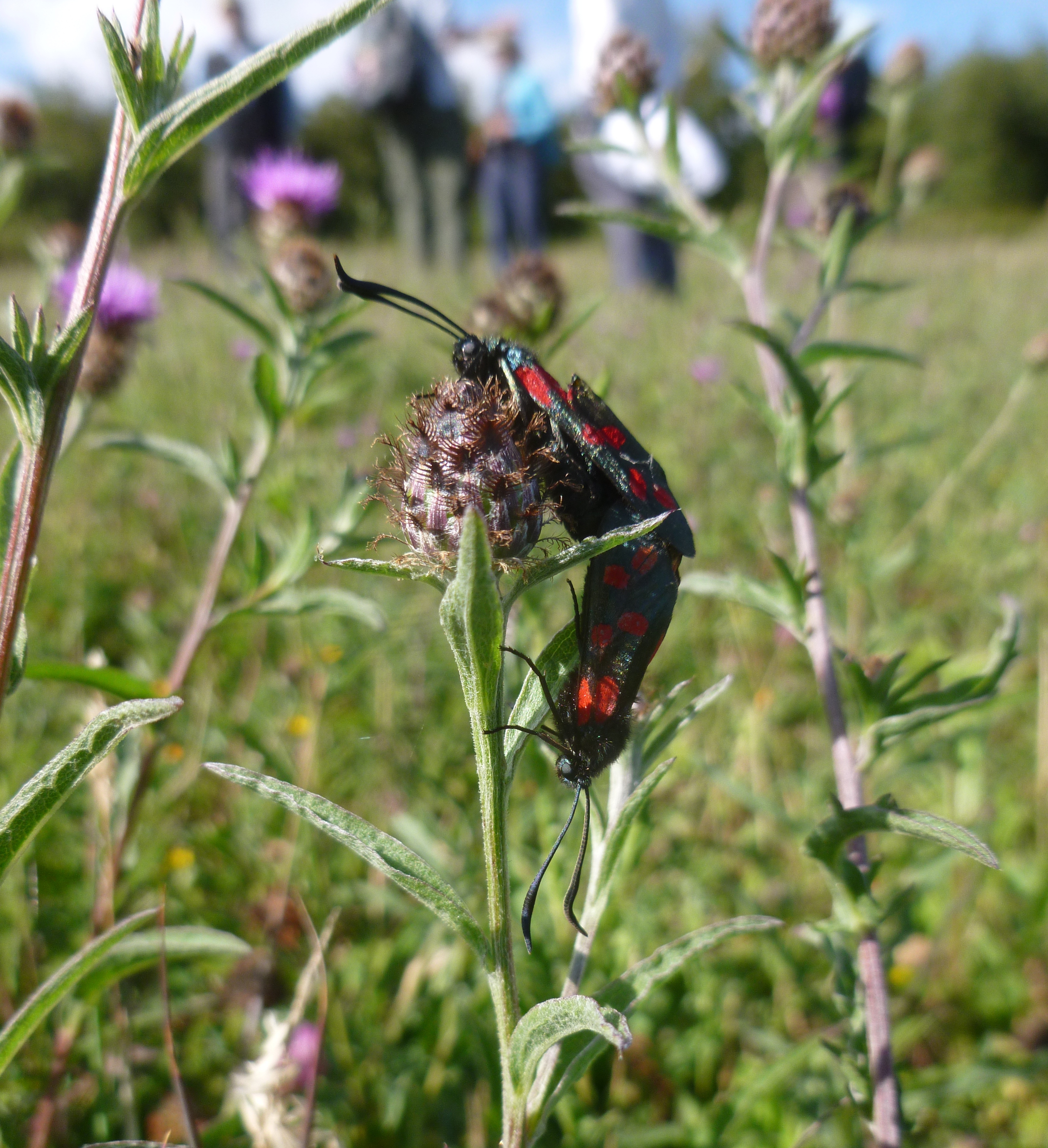 Join the Big Pollinator Survey to help wildlife groups understand how Torbay’s bees are faring