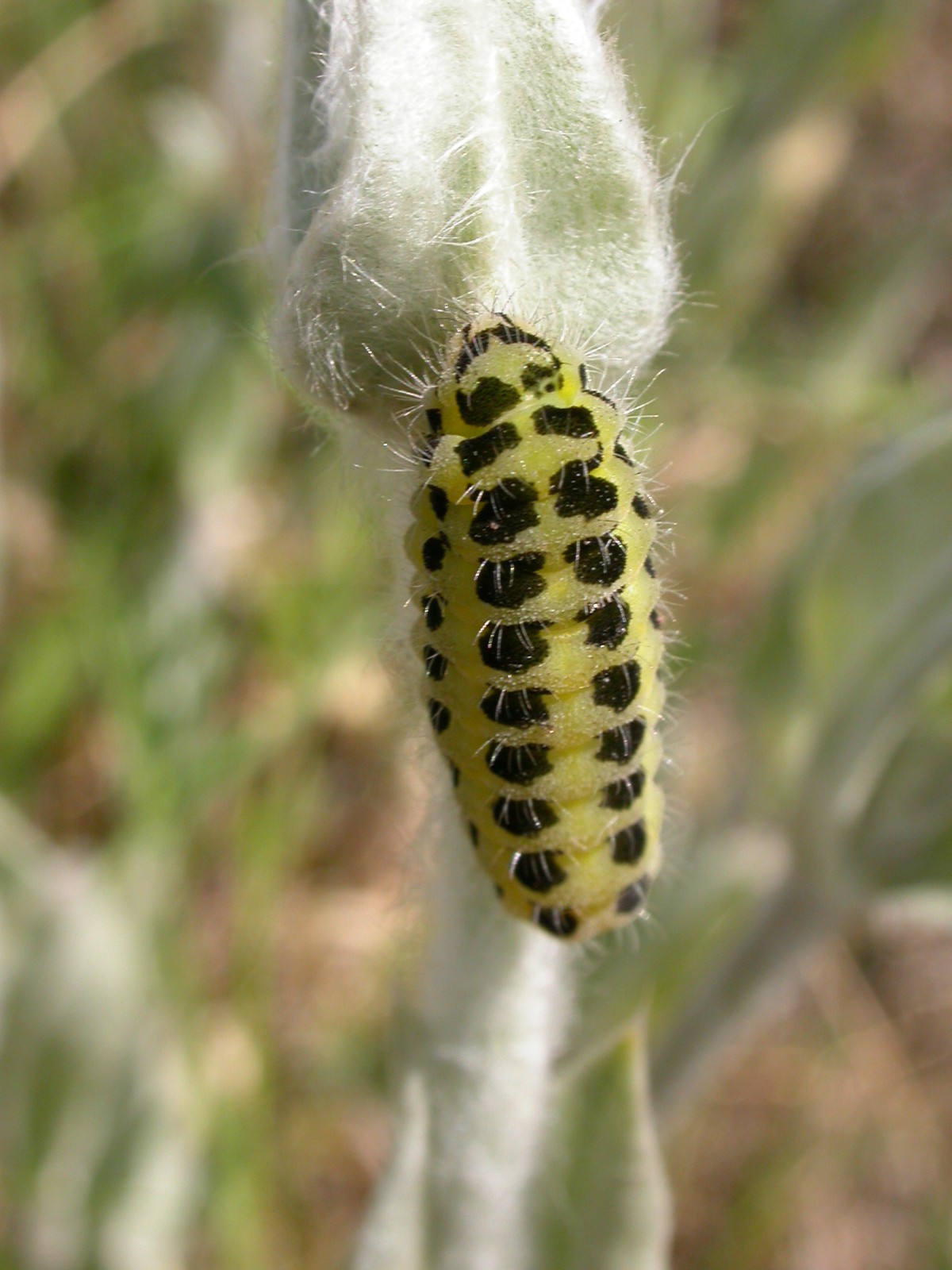 Award for Canvey Wick