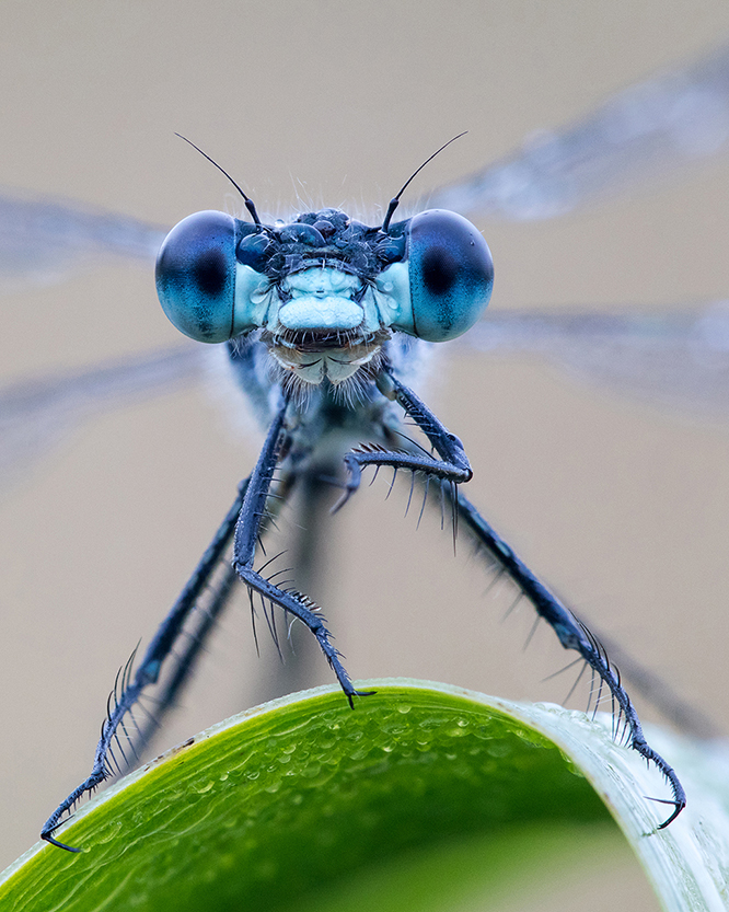 British Wildlife Photography Awards 2017