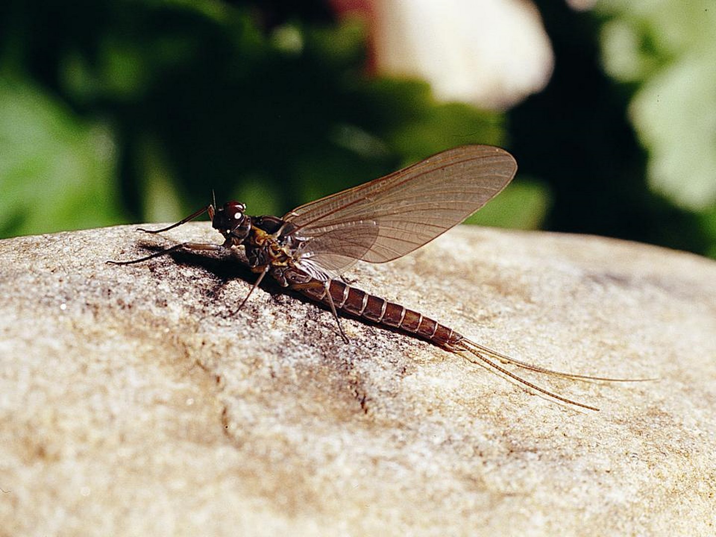 Insect decline a major global crisis