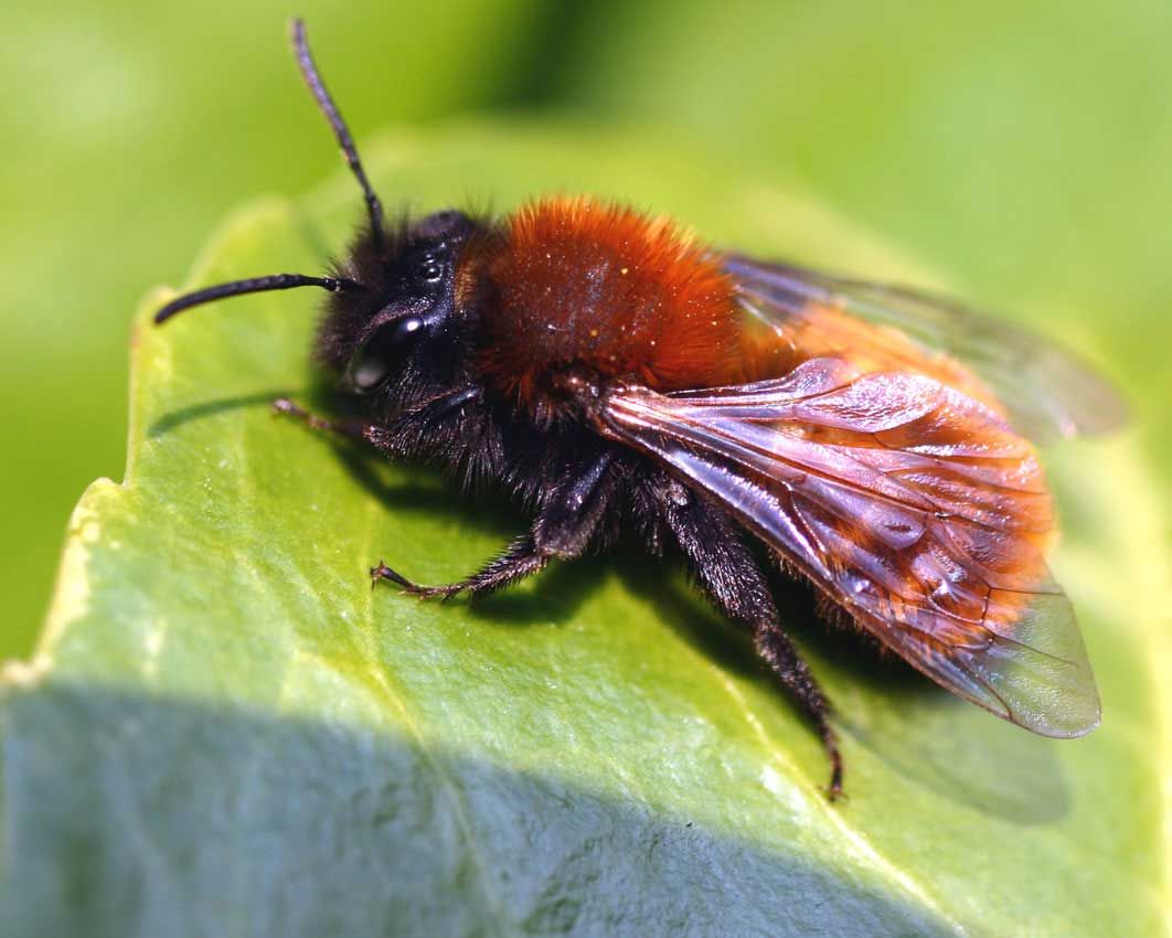 Public urged to become bee-spotters in first annual count