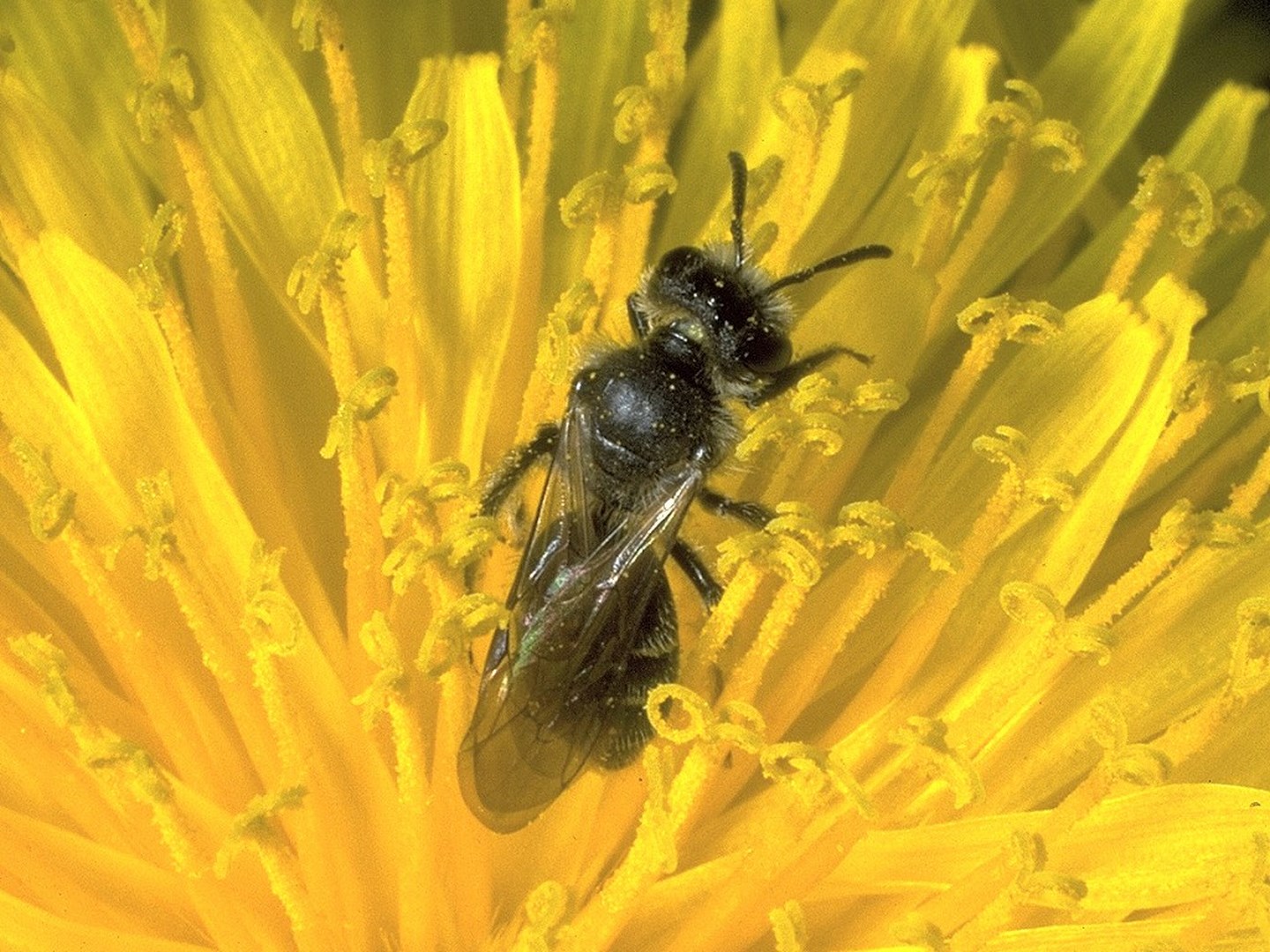 Buglife Reaction to the EC Pollinators Initiative