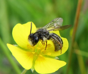 A good summer for Devon and Cornwall rare bees
