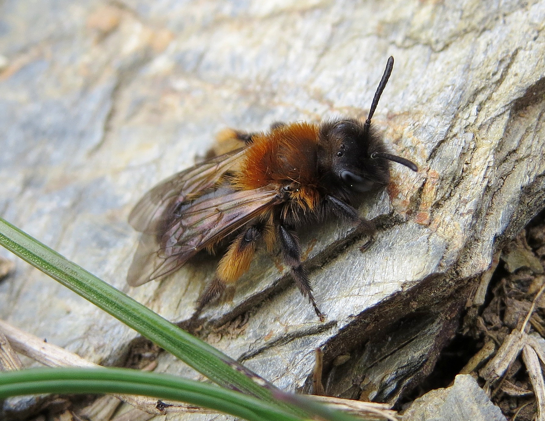 Another step closer to saving our wild pollinators