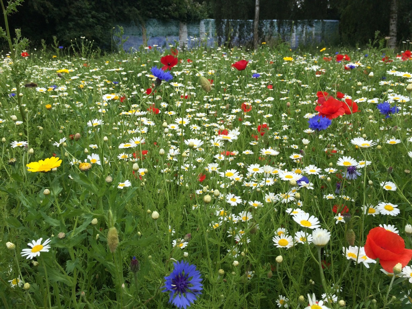 Help get Bristol buzzing!