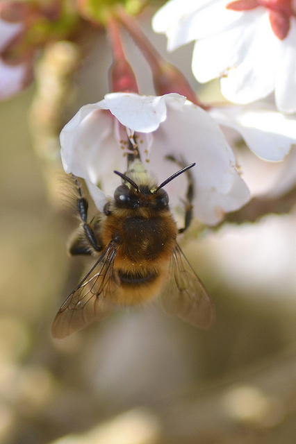 Trees for bees planted at Torre Valley South, Torquay
