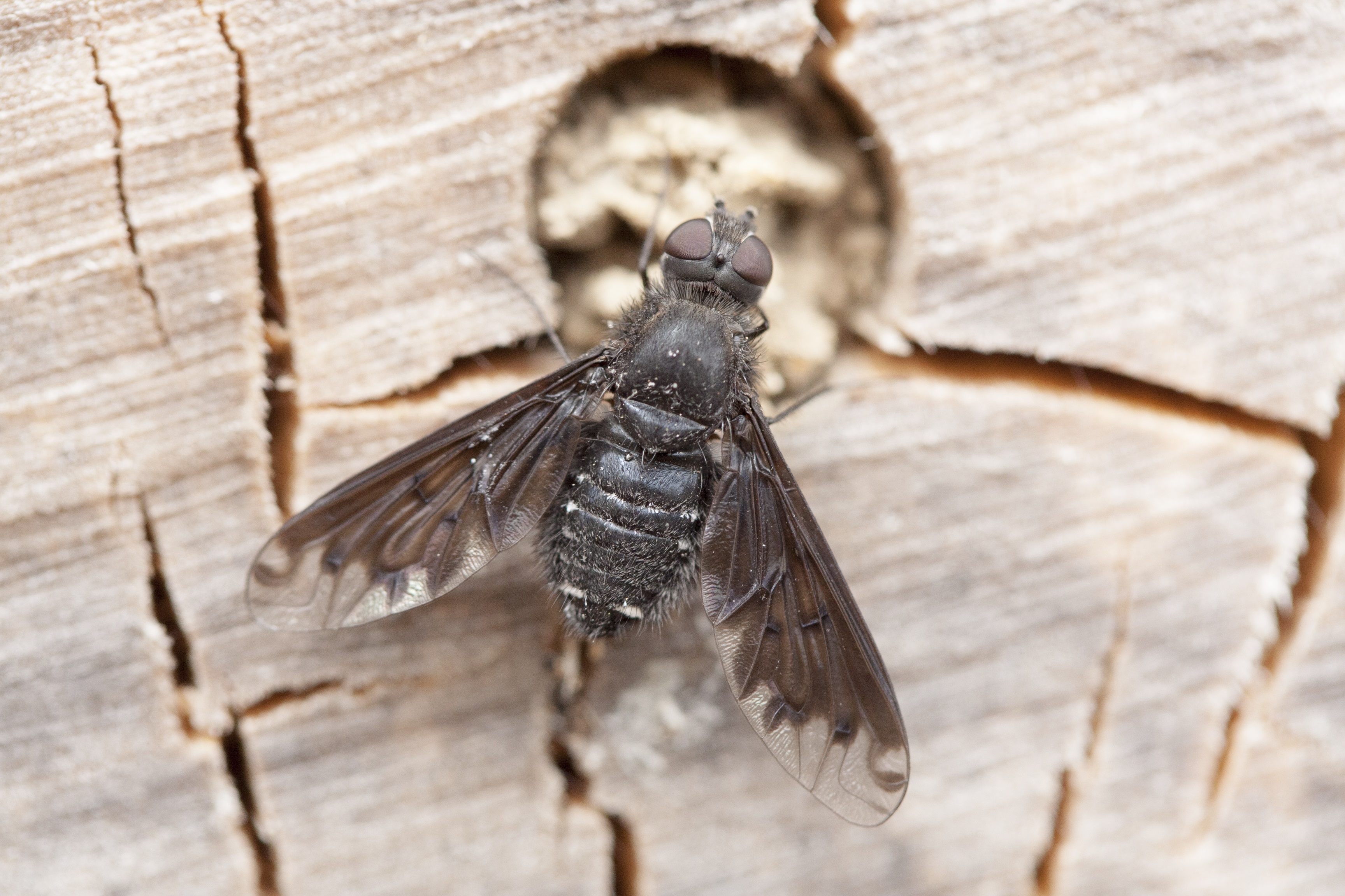 Black bee-fly found in UK for first time