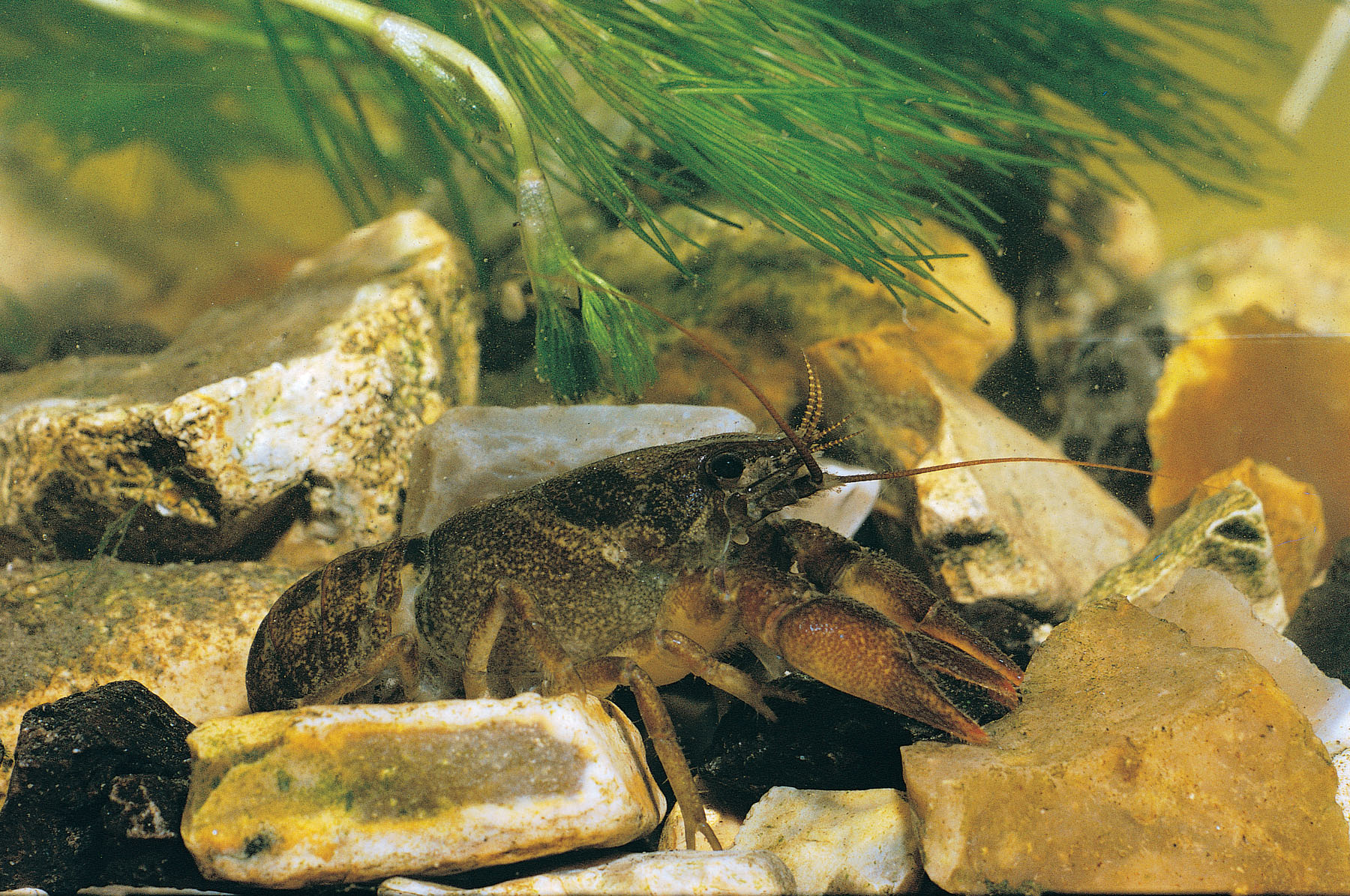 Buglife welcomes new controls on Invasive Alien Species