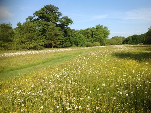 European Bee Award for B-Lines