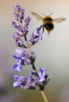 Allotments best for bees