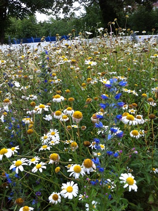 Camden’s rooftops helping our urban pollinators