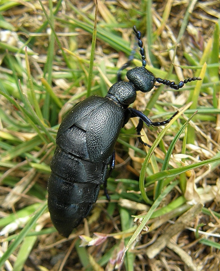 Join the Hunt for Amazing Oil Beetles in Wales
