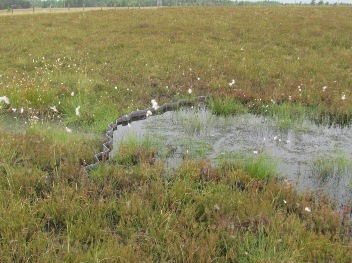 Lanarkshires rare bugs to benefit from biodiversity grant